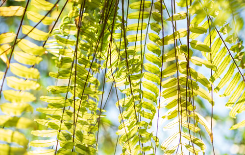 Preview: Creative Lush Green Leaves Pattern Nature Texture Background