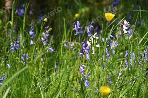 Preview: close up of some wild bluebells and green grass