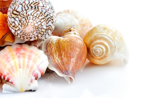 Preview: Sea shells on white background