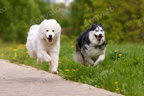 Preview: Two fluffy purebred dogs: a white samoyed arctic spitz and a black and white siberian husky run