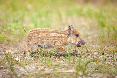 Preview: Wild piglet