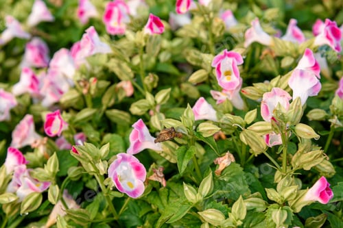 Preview: Beautiful torenia Flower in the garden