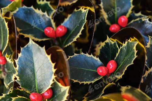 Preview: holly leaves close-up