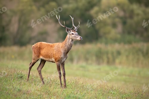 Preview: Young red deer stag in summer on a meadow with short green grass