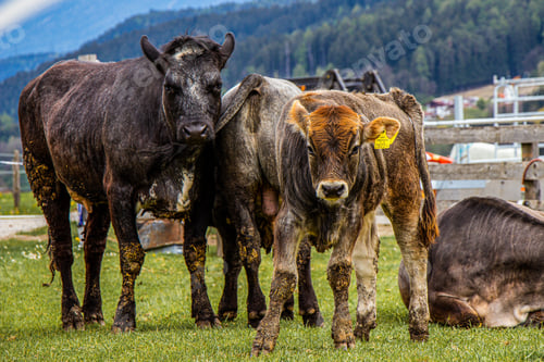 Preview: Organic farming guarantees healthy animals and the best food