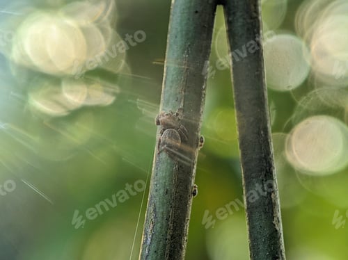 Preview: Araneus ventricosus is a species of spiders in the family orb weavers.