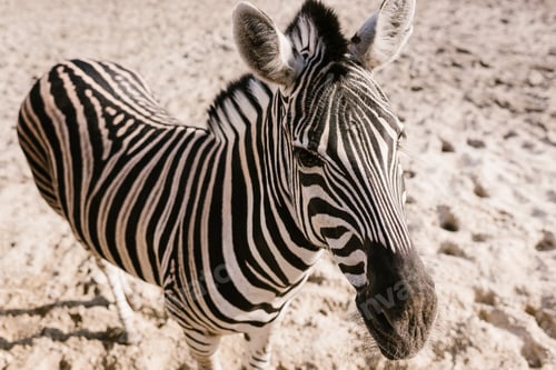 Preview: high angle view of zebra standing on ground at zoo
