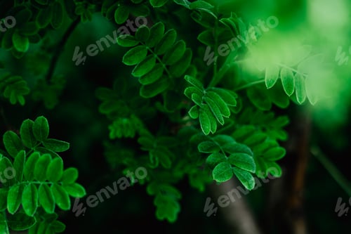 Preview: Nature of green leaf in garden at summer.