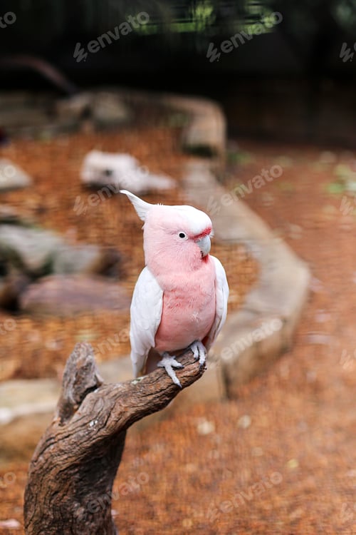 Preview: Pink cockatoo