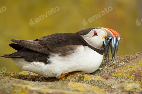 Preview: Closeup of an Atlantic puffin eating fish on the rocks under the sunlight