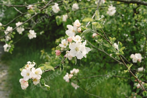 Preview: Beautiful white flowers on a branch of an apple tree against the background of a blurred garden