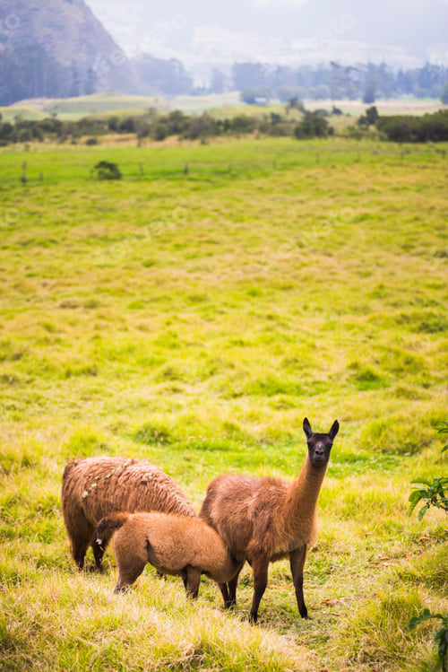 Preview: Llamas at Hacienda Zuleta, Imbabura, Ecuador, South America