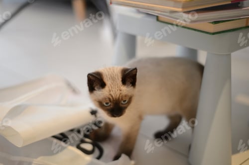 Preview: Siamese Cat