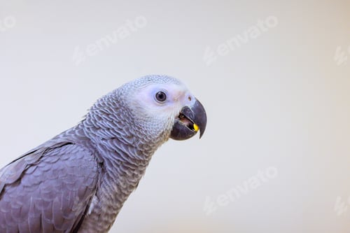 Preview: Gray parrot perched and eating in bright indoor space during day