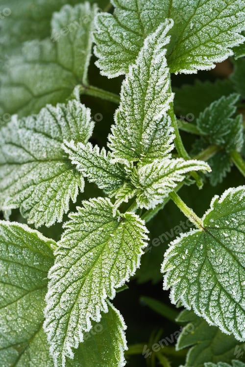 Preview: Bush of frosty stinging-nettles.