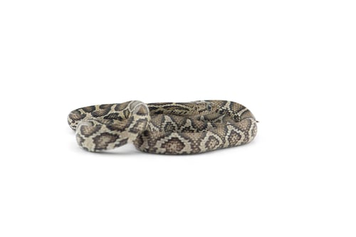 Preview: The yellow red rat snake isolated on white background