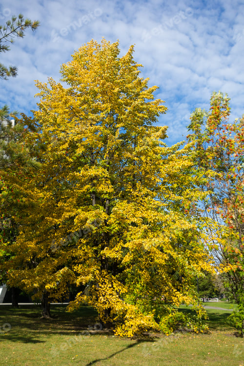 Preview: Autumn birch in the city park