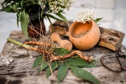 Visualização: Erva orgânica a granel seca de raiz de sabugueiro anão fresca, Sambucus ebulus com um buquê de flores