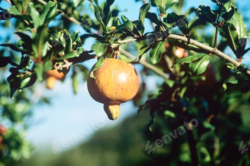 Preview: Pomegranate on tree