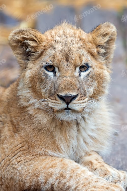 Preview: Lion cub in spring time