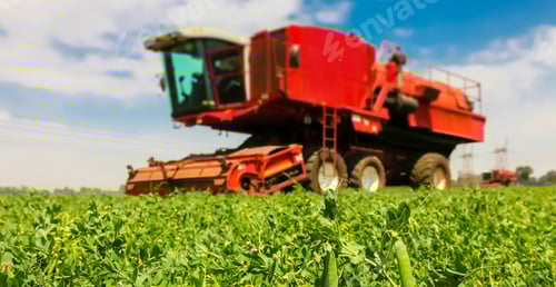 Preview: Selective focus shot of a Pea farm and a red combine machine in the background