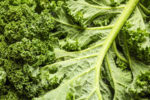 Preview: Fresh wet kale leaves as background, closeup