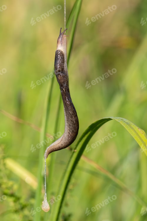 Preview: Leopard slug, Limax maximus. Early morning on the riverbank. A slug crawls up a rope of slime