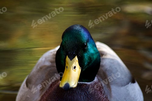 Preview: Duck Headshot