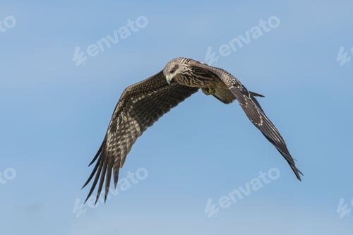Preview: Majestic bird of prey gliding in blue sky