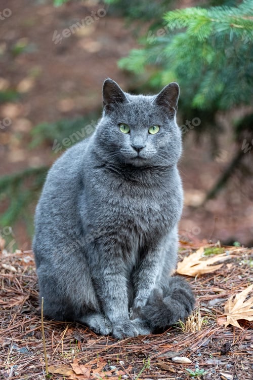 Preview: Grey cat relaxing in the forest