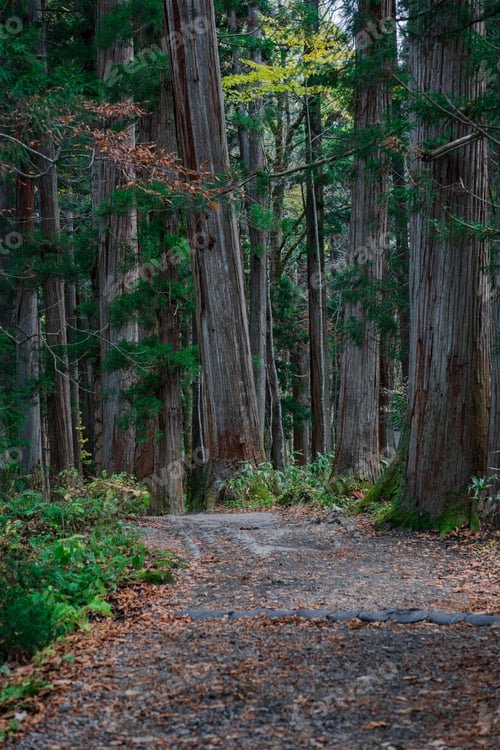 Preview: Path surrounded by trees in autumn forest