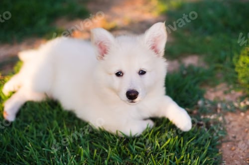 Preview: Adorable White Puppy Lying on Green Grass