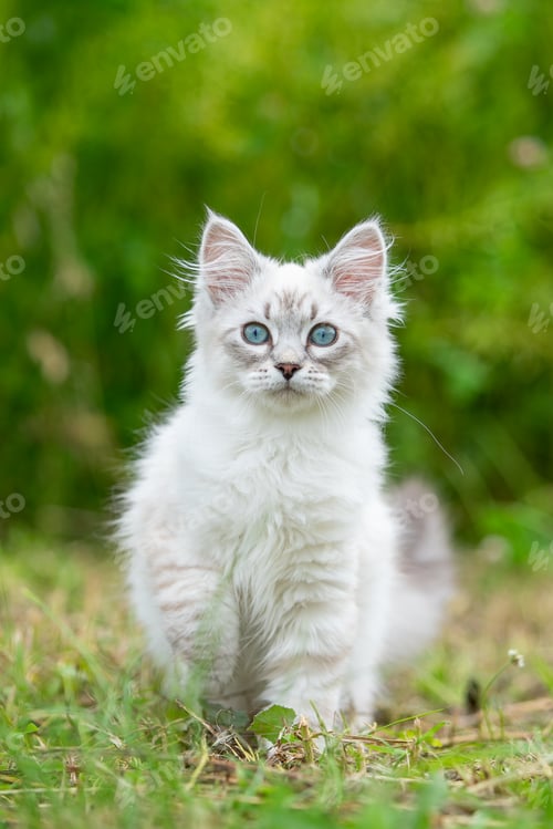 Preview: Adorable white kitten with blue eyes