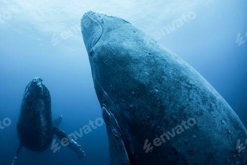 Preview: A serene encounter with gentle giants of the sea.