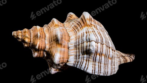 Preview: Pleuroploca trapezium or trapezium horse conch shell