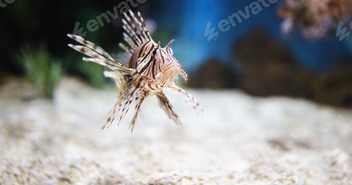 Preview: Portrait of beautiful venomous lion fish in aquarium