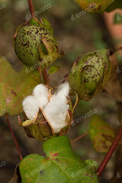 Preview: Cotton plant with seed capsule open