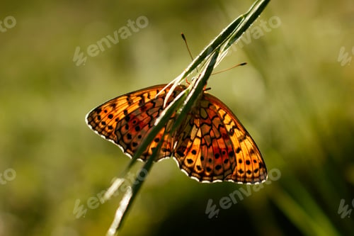 Preview: Pearl-bordered fritillary (Boloria selene). Butterfly on the plant.