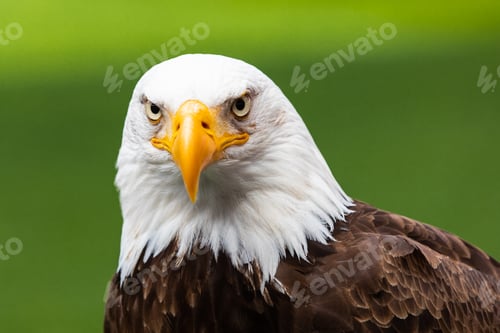 Preview: Haliaeetus leucocephalus eagle head