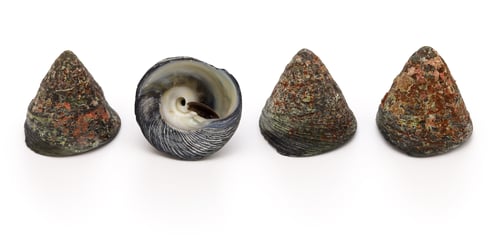 Preview: Tegula pfeifferi is a species of sea snail
