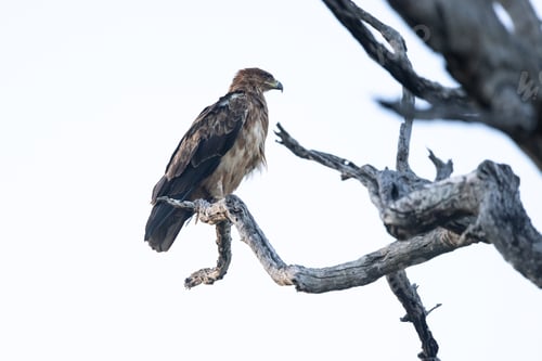 Preview: A tawny Eagle, Aquila rapax, perched in a dead tree.