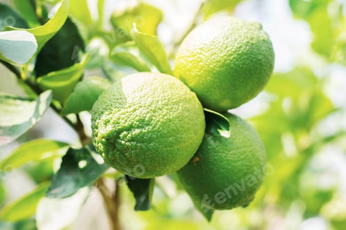 Preview: Fresh lemons with daylight