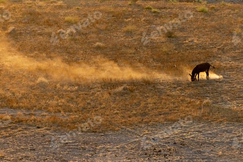 Preview: Donkey and mule in a field with mountains in the background on the island of Lesvos in Greece