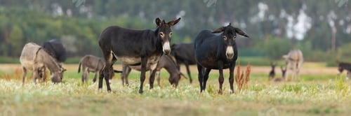 Preview: Herd of donkeys looking into the camera or grazing on a pasture in summer