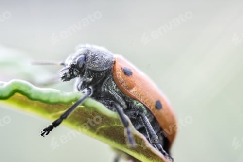 Preview: Closeup shot of a ladybug on a green plant