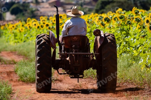 Preview: Beautiful shot of a person on a tractor driving near a field of sunflowers on a sunny day