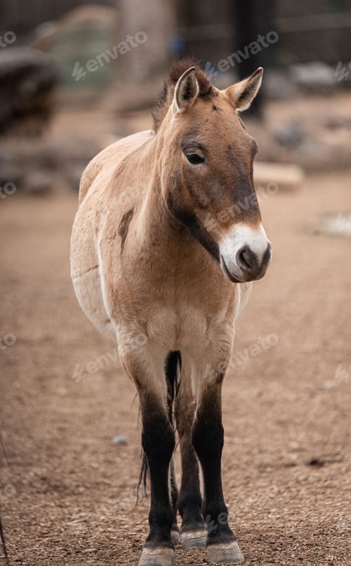 Preview: Vertical shot of a brown Przewalski's horse