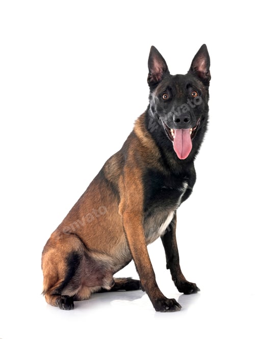 Preview: malinois in studio