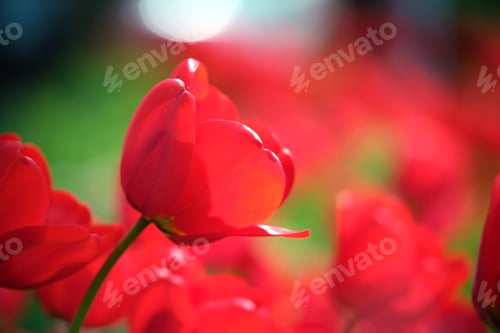 Preview: Bright red tulip flowers blooming on outdoor flowerbed on sunny spring day
