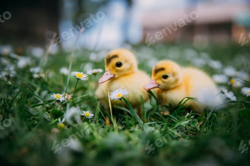 Pato bebê